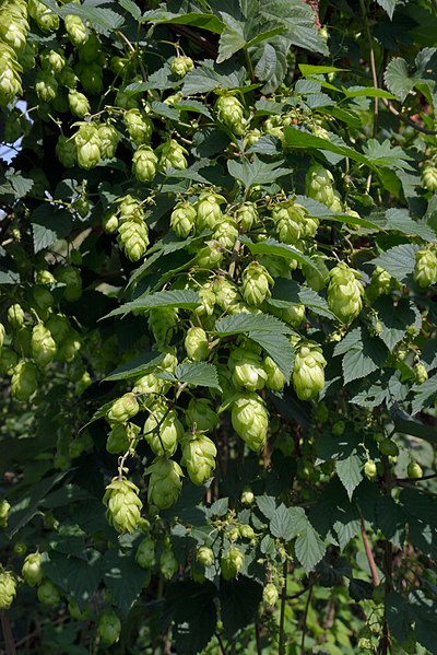 File:Humulus lupulus female plant (02).jpg