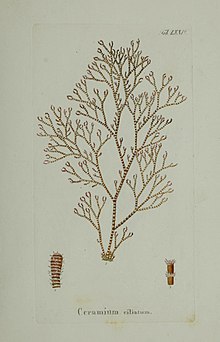 Hydrophytologiae icni Regni Napolitani (14043705467) .jpg