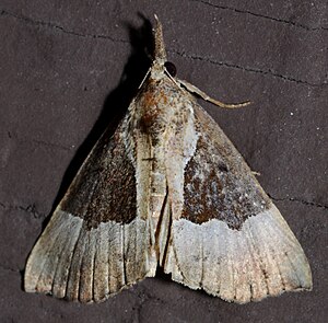 Hypena bijugalis – Dimorphic Bomolocha Moth (15521111585).jpg