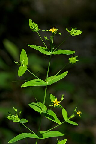 <i>Hypericum mutilum</i> Species of flowering plant in the St Johns wort family Hypericaceae