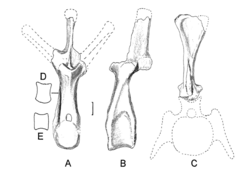 Holotype vertebrae of H. discurus Hypsirhophus holotype.png