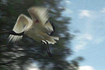 Ibis czczony