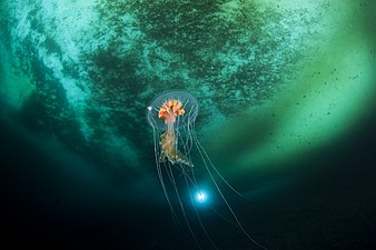 Antarctic jellyfish Diplulmaris antarctica, by Erwan Amice
