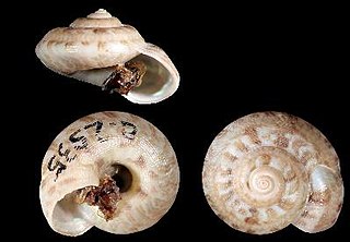 <i>Ilanga bicarinata bicarinata</i> Species of gastropod