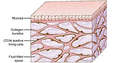 Three-dimensional schematic of the interstitium, a fluid-filled space supported by a network of collagen Intersticio (organo).jpg