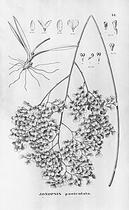 plate 41 Ionopsis utricularioides (as syn. Ionopsis paniculata)