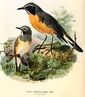 Irania gutturalis 1. H. E. Dresser. A history of the birds of Europe. Volume II. 1871-1881.jpg