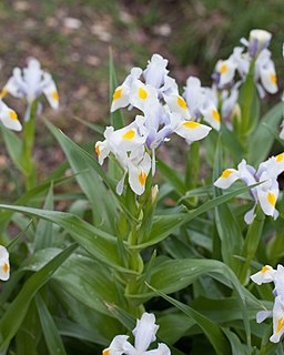 <i>Iris magnifica</i> Species of flowering plant