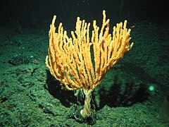 Isidella tentaculum a 800 m en la montaña marina de Dickins, Golfo de Alaska