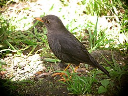 Мінливоперий дрізд (підвид T. p. papuensis, гора Гаґен)