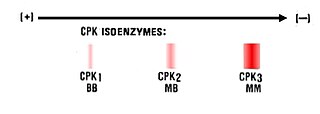 Fortune Salaire Mensuel de Isoenzyme Combien gagne t il d argent ? 1 000,00 euros mensuels