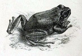 Opis obrazu Ixalus montanus in Günther 1876.jpg.