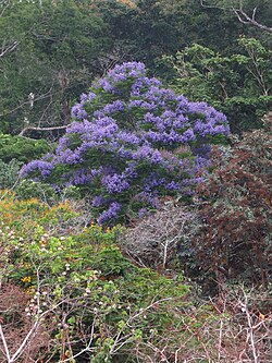 Jacaranda copaia.jpg