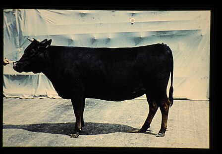 Японская черная порода. Бык Вагю. Порода Вагю Быков. Японская корова Вагю. Вагю Кобе корова.
