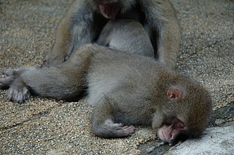 Japanese Macaques sleeping.JPG