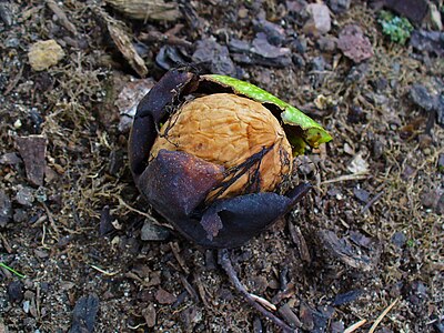 Juglans regia Fruit with nut