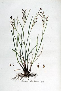 <i>Juncus bulbosus</i> Species of plant in the genus Juncus