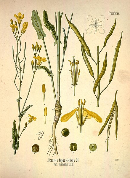 Файл:Köhler's Medizinal-Pflanzen in naturgetreuen Abbildungen mit kurz erläuterndem Texte (Plate 9) (7118310315).jpg