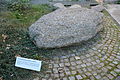 Kalksteinblock mit Muschelschalen (Flensburg).JPG