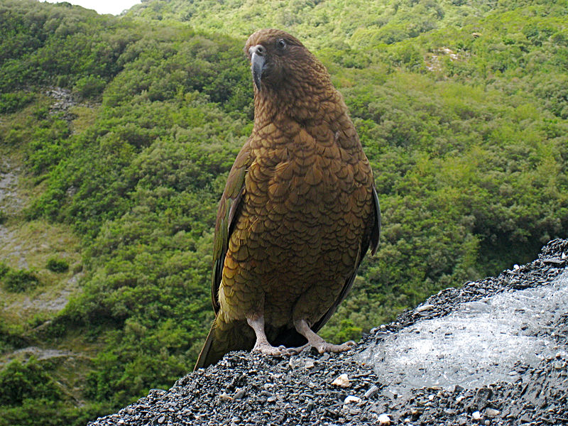 File:Kea (mountain parrot).jpg