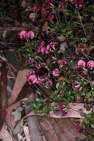 <i>Kennedia glabrata</i> Species of legume