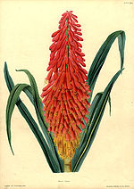 Thumbnail for James Andrews (botanical artist)