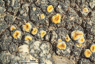 <i>Kuettlingeria soralifera</i> Species of lichen