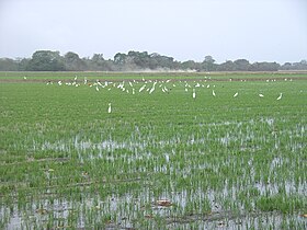 Santa Rosalía (obec)