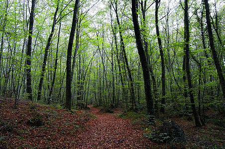 Beech wood Fageda d’en Jordà, Volcanic Area of Garrotxa © Jordi Lluís Pi