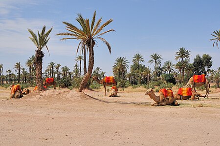 La Palmeraie de Marrakech 709.JPG