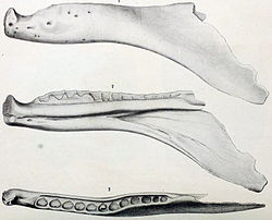Croquis d'une mandibule d'allosaure fragmenté d'un allosaure.