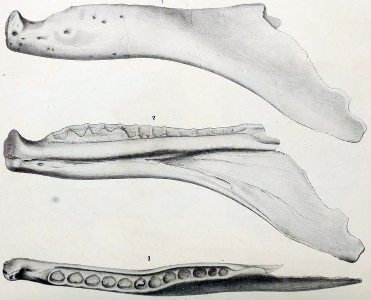 https://upload.wikimedia.org/wikipedia/commons/thumb/d/d0/Labrosaurus.jpg/741px-Labrosaurus.jpg