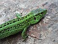 * Nomination Sand Lizard male -- George Chernilevsky 14:44, 22 June 2013 (UTC) * Decline Not convinced by the DOF. Mattbuck 21:39, 28 June 2013 (UTC)