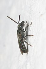 Miniatura per Lasioglossum