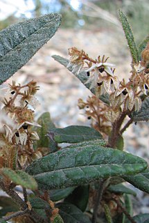 <i>Lasiopetalum maxwellii</i> Species of shrub