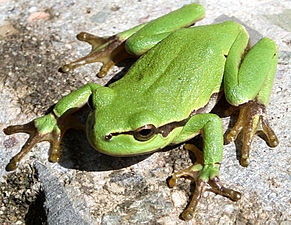 Photographie en couleurs d'un amphibien à la peau verte et posé sur un rocher.