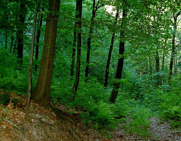 Листяний ліс у Німеччині