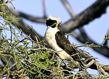 The laughing falcon is a snake-eating specialist Laughing Falcon.jpg