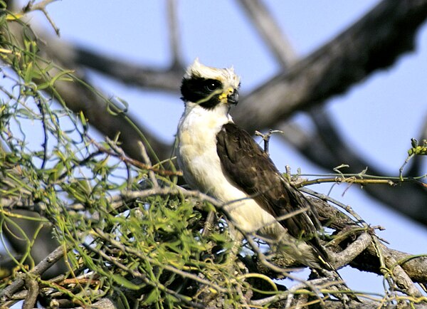 The laughing falcon is a snake-eating specialist