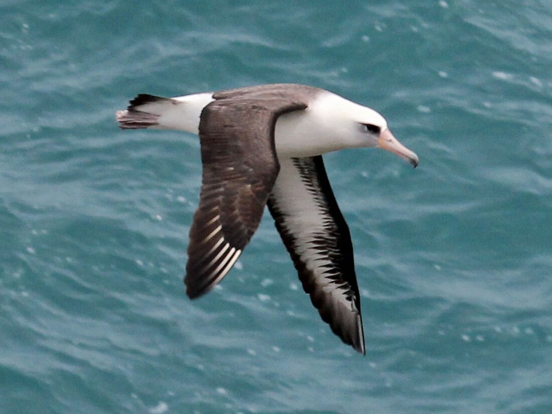 Laysan albatros