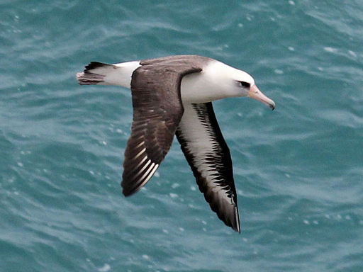 Laysan Albatross RWD2 