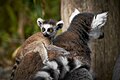 Lemur-Junges mit der Mama