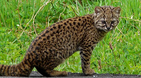 Chat de Geoffroy (Leopardus geoffroyi).