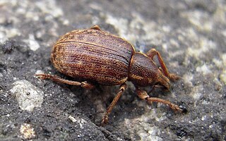 <i>Lepidophorus inquinatus</i> Species of beetle