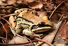 Leptodactylus mystacinus Leptodactylus mystacinus05.jpg