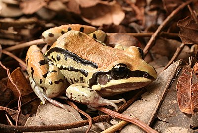 Leptodactylus mystacinus[15]. Présente dans l'est de la province, on retrouve cette grenouille jusqu'au nord-est de la Patagonie, en province du Chubut.