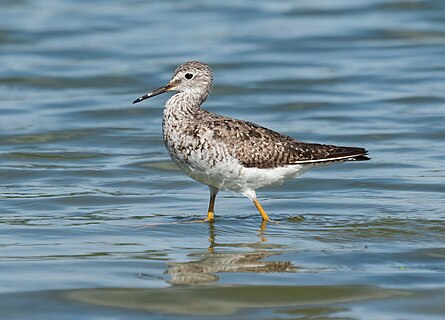 Lesser yellowlegs