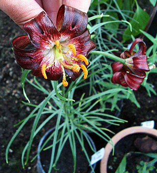 <i>Lilium papilliferum</i> Species of flowering plant