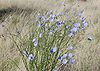 Linum lewisii, blue flax, Albuquerque.JPG