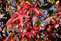 Liquidambar styraciflua (12027673696).jpg